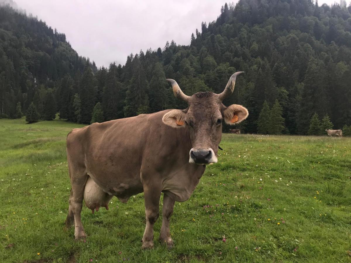 Kleine Am Rande Der Wildnis * Sibratsgfall